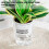 (100) Stylish Hydroponic Planter for Home & Office Decor 4
