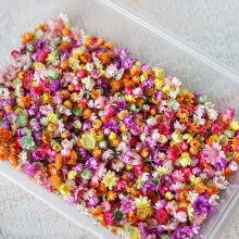 Real Dried Flower For DIY Art Craft Epoxy Resin Candle Jewelry W Y6 Glass