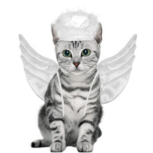 TINKSKY Halloween Angel Wings Pet Costume for Cats