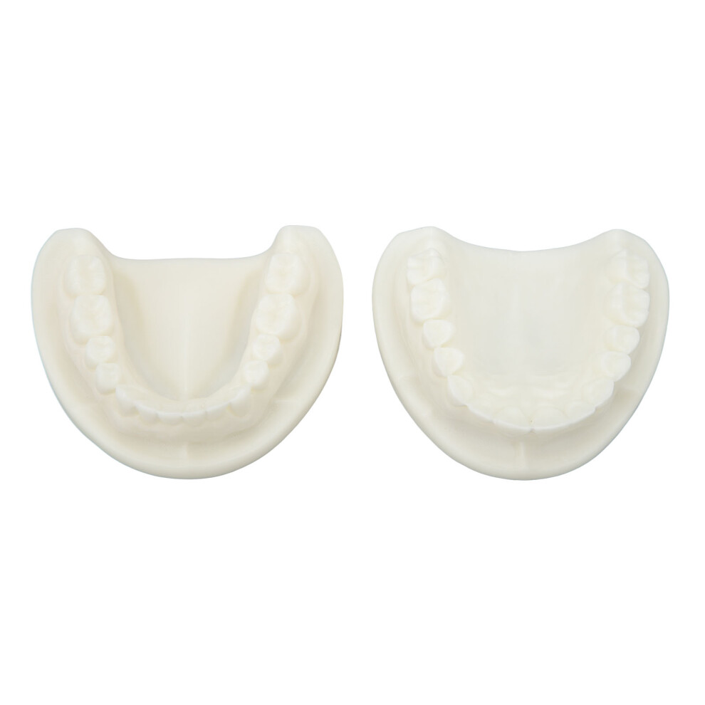 White Corundum Tooth Model for Educational Teaching Study Supplies