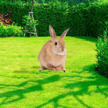 Estacas de jardín acrílicas con figuras realistas de animales (paquete de 6)