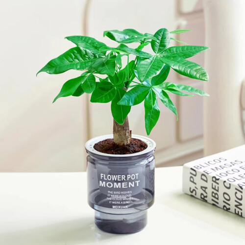 (100) Stylish Hydroponic Planter for Home & Office Decor