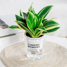 (100) Stylish Hydroponic Planter for Home & Office Decor