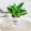 (100) Stylish Hydroponic Planter for Home & Office Decor 1