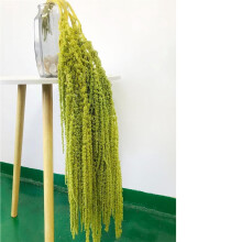 Triani 5Pcs Natural Dye Light Green 16-28" Real Amaranthus Dried Floral Garland for Home, Wedding Decor (Light Green)