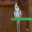 Natural Wood Bird Perch with Multi Acrylic Cups for Parrot 4