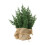 Artificial Christmas Tree Plastic Cedar Indoor Decor 3ft 1