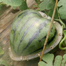 Moule à pastèque Topbathy transparent en PC pour observer la croissance des plantes, compact et léger