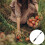 Picker Fruit Nut Gatherer Pole Harvester Telescopic Rod Walnut Collector Walnuts Tool Adjustable Extension Weasel 8