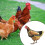 (Camouflage) Reflective Chicken Vest for Laying Hens 3