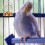 2 PCS Small Bird Cages for Parakeets Round Feeder Lightweight 5