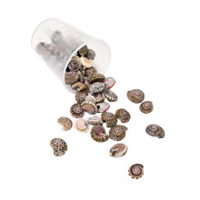 Natural Sea Seashells Craft Set Unique Seashells Projects Crafting Shells for Jewelry Decors and Artistic Creations