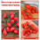 Artificial Cherry Tomatoes Model Red Foam 2pcs 5