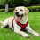 Pet Others Chest Harness Adjustable Harness for Medium Size Dogs 2