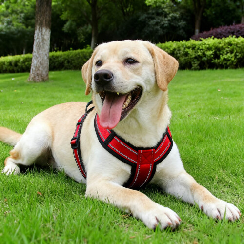 Pet Others Chest Harness Adjustable Harness for Medium Size Dogs 1