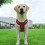Pet Others Chest Harness Adjustable Harness for Medium Size Dogs 4