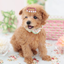 10 pièces de pinces à cheveux en perles artificielles pour animaux de compagnie - 3 cm - couleur aléatoire