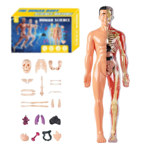 Transparent Human Torso Model – 3 Styles, Removable Organs, Clear Skeleton, Educational 3D Anatomy Kit with Guide 1
