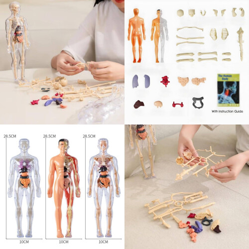 Transparent Human Torso Model – 3 Styles, Removable Organs, Clear Skeleton, Educational 3D Anatomy Kit with Guide 2