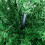Light Green Pencil Christmas Tree 6FT 390 Tips with Plastic 8