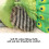 Groene pauw pluche speelgoed, 30 cm 8