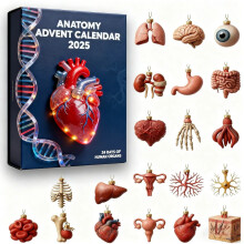Calendrier de l'Avent 2025 sur le thème de l'anatomie avec miniatures d'organes humains – Compte à rebours scientifique en acrylique pour les