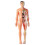 Transparent Human Torso Model – 3 Styles, Removable Organs, Clear Skeleton, Educational 3D Anatomy Kit with Guide 1