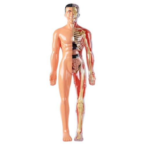 Transparent Human Torso Model – 3 Styles, Removable Organs, Clear Skeleton, Educational 3D Anatomy Kit with Guide