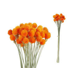 30Pack Dried Amaranth Flowers Arrangement, Portable Dried Globe Amaranth Naturally for Home Decor,Dry Globe Flower for Party,Home Decor,Orange