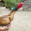 Chicken Collars Crowing-Proof Outdoor Pet 2pack 4