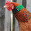 Chicken Collars Crowing-Proof Outdoor Pet 2pack 5