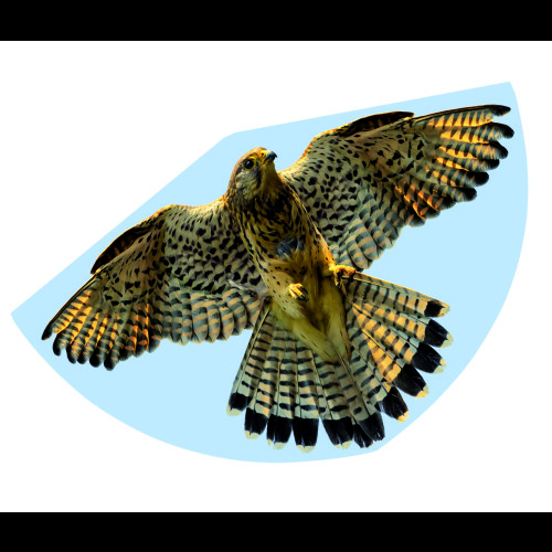 Gunther Falcon Kite G1230