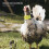 2Pcs Comfortable Neck Belts Anti-Crowing Nylon Collars 5