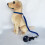 Pet Bath Tether Blue S 6.5cm Suction Cup for Dog 5