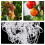 Treillis Polyester Pour Plantes Grimpantes Jardin 4