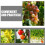 Treillis Polyester Pour Plantes Grimpantes Jardin 5