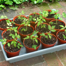 200Pcs 8.5CM Round Plastic Plant Pots Small Flower Pots for Plant Nursery Small Potted Plants