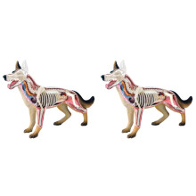 2X Dier Orgel Anatomie Model 4D Hond Intelligentie Assembleren Speelgoed Onderwijs Anatomie Model DIY Populaire Wetenschap Apparaten