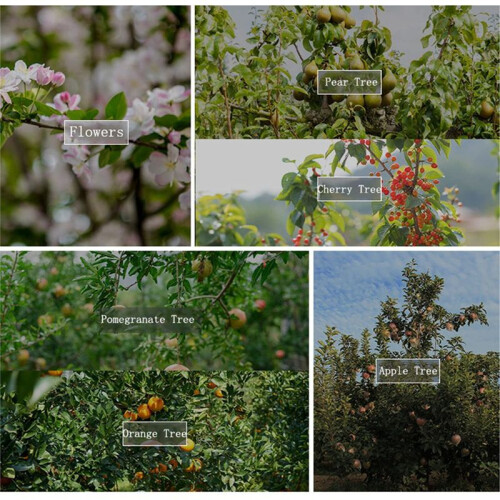 Branch Spreaders Plant Stem Traine Fruit Tree Branch Puller Tying Machine Farm Tools New Plum Tree Open Angle Pull 2