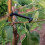 Branch Spreaders Plant Stem Traine Fruit Tree Branch Puller Tying Machine Farm Tools New Plum Tree Open Angle Pull 7