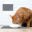 2Pièces Alimentaire Silicone Pour Animaux Coloré Antidérapant 10