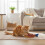 Chewable Plush Cat Toy for Teeth Cleaning 4