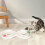 (White) Gioco palla girevole per gatti resistente 6