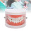 Portable Dental Learning Resource, Standard Teeth Model For Clear Morphological Structure Analysis, High Quality Plastic Ensures Sturdiness, 7