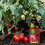Westland Westland Big Tom Tomato Food 2L Liquid Feed 5