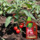 Westland Westland Big Tom Tomato Food 2L Liquid Feed 3