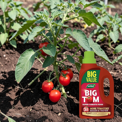 Westland Westland Big Tom Tomato Food 2L Liquid Feed 2