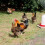 Extra Select Mixed Corn Poultry Feed, 20 kg 3