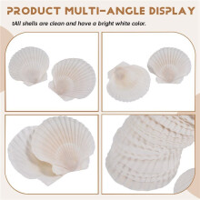 25 Conchas de Vieira Grandes para Manualidades, de 10 A 12 cm, Blancas, para Pintar y Decorar Fiestas en la Playa.