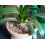 Indoor Plant Mulch 18 litres 2